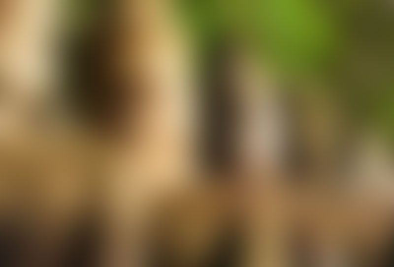 ConsultingPress Tourism Development